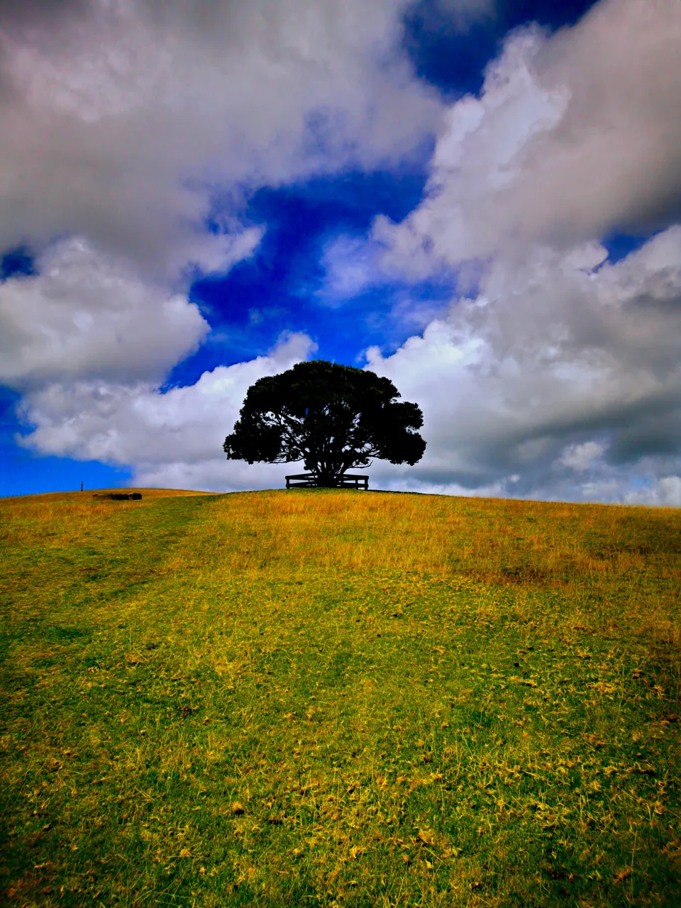 Tree5thm.jpg