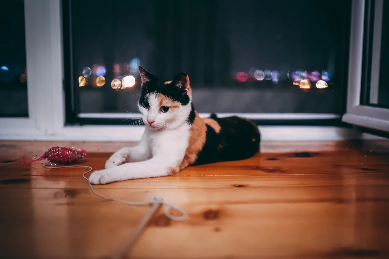 Canon R6, low light