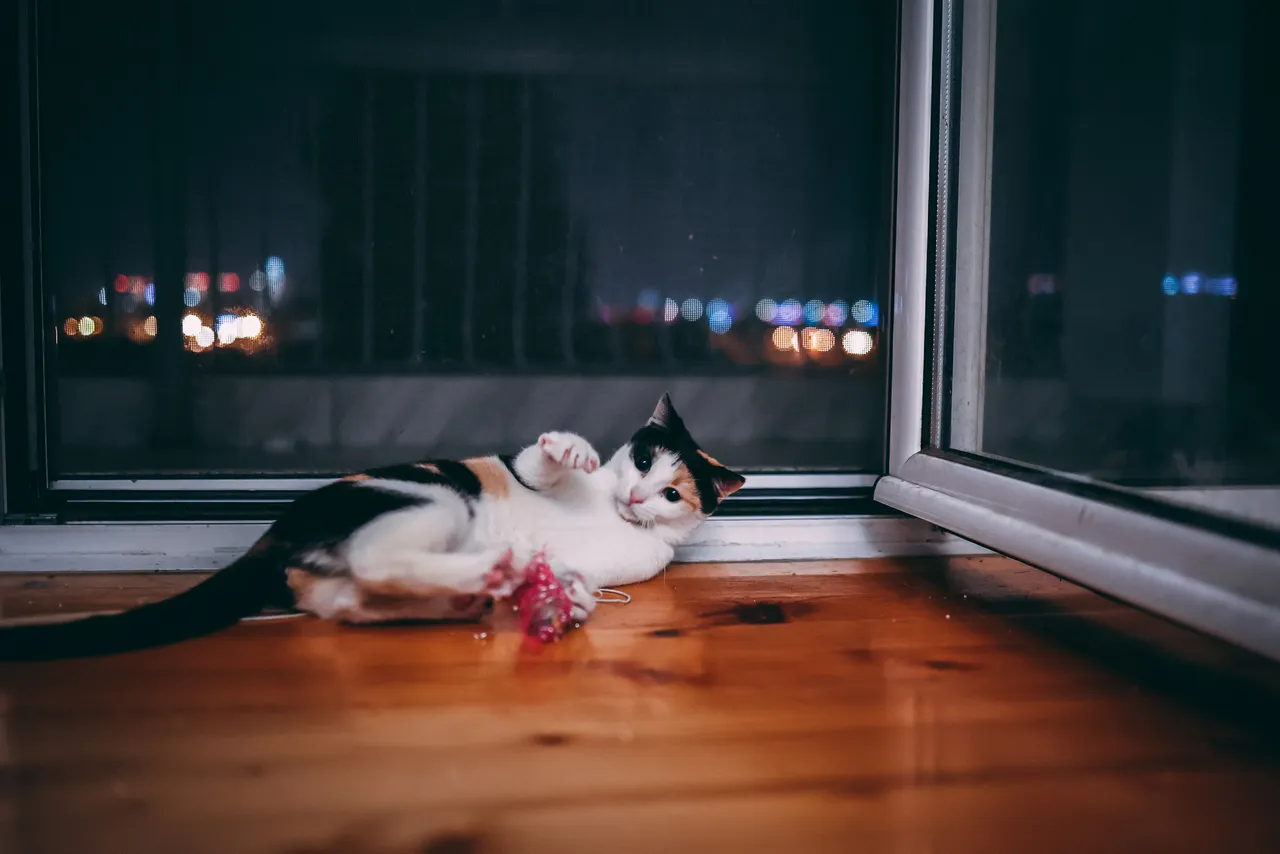 Canon R6, low light