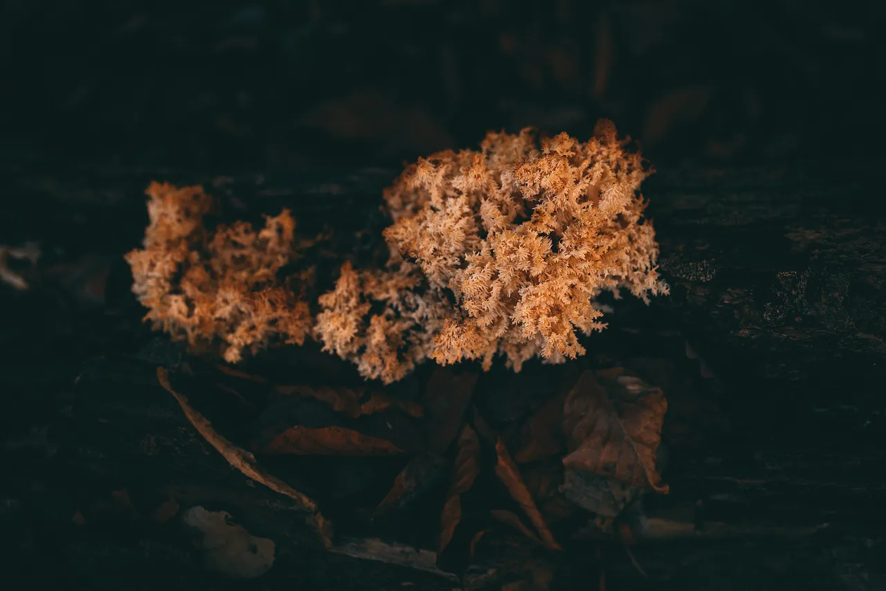Hericium