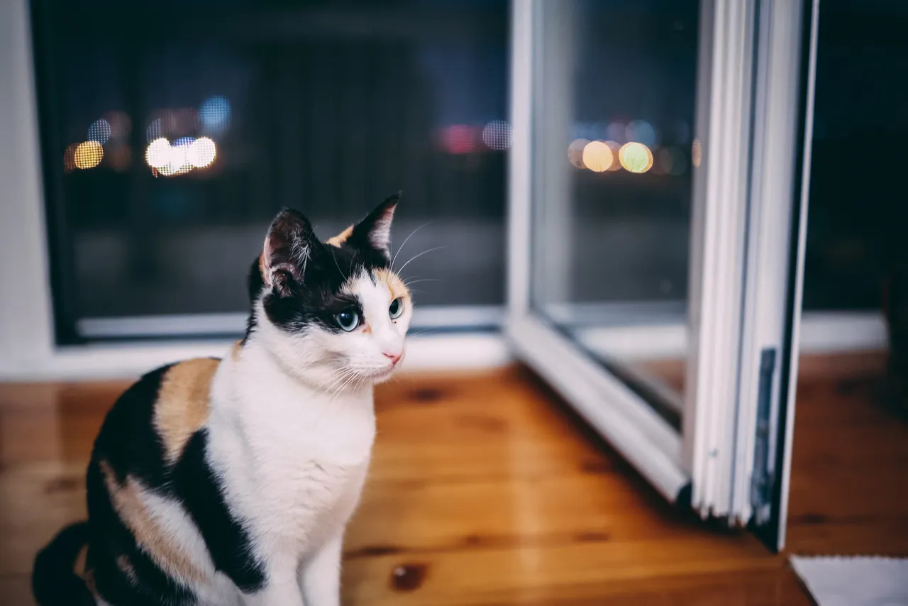 Canon R6, low light