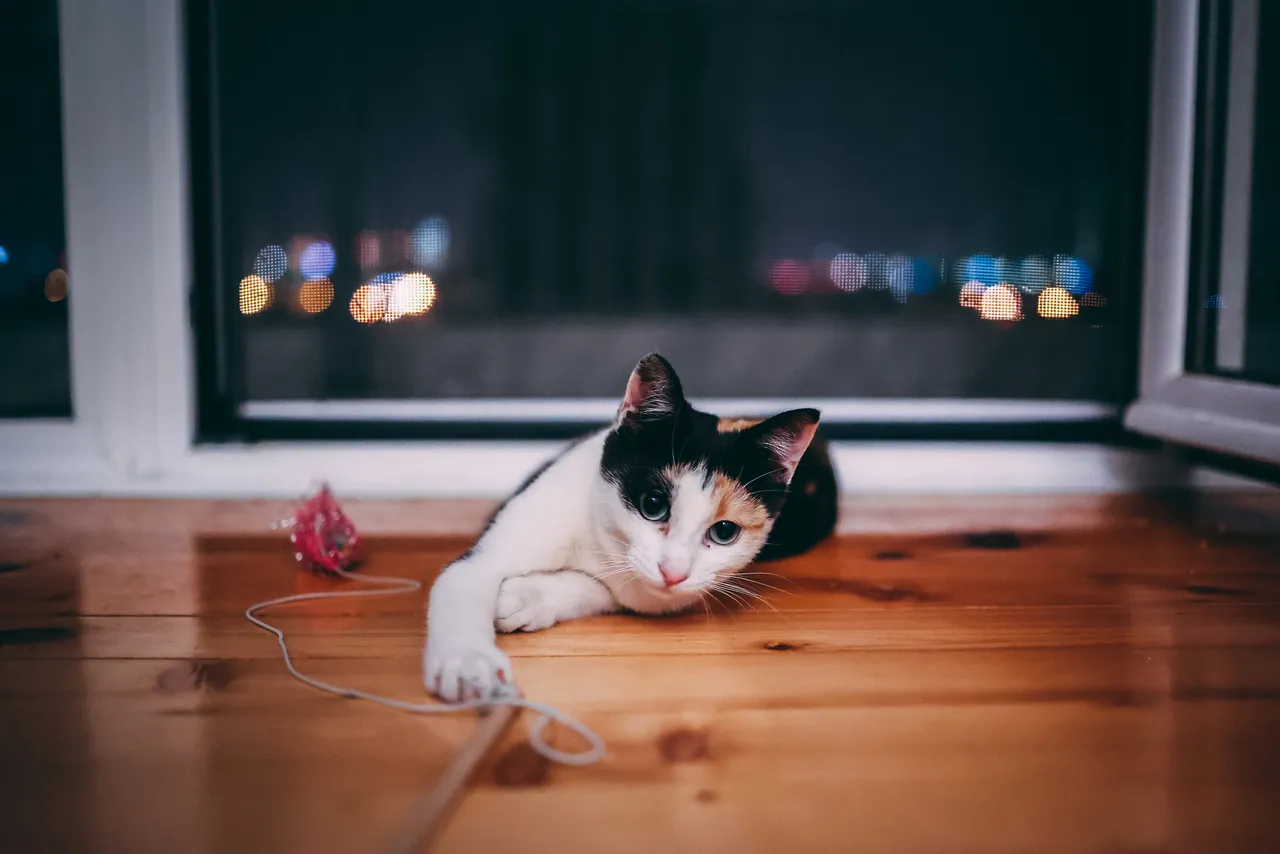 Canon R6, low light