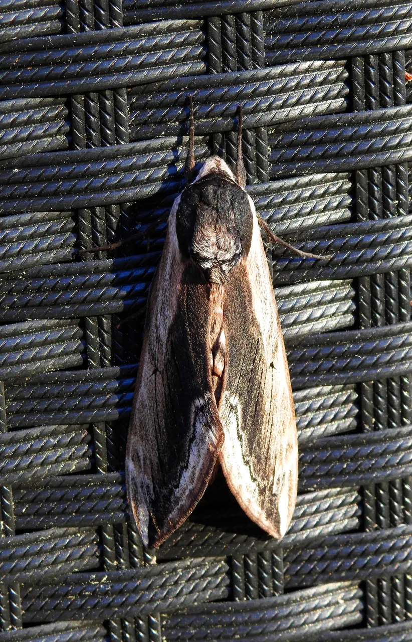 DSCN615523.jpg