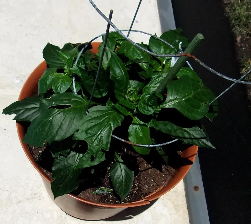 red pepper.jpg
