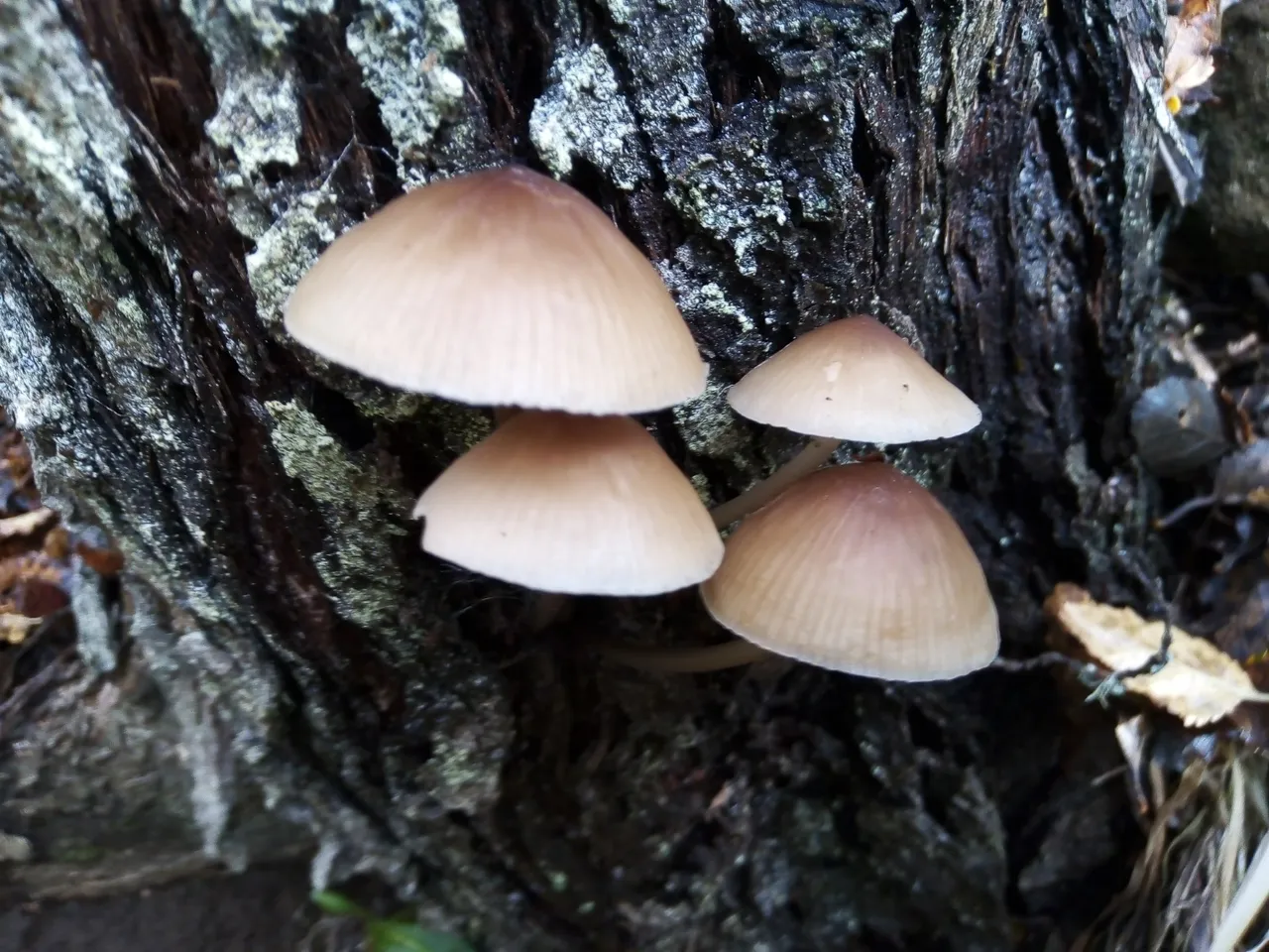 fungi 12.jpg