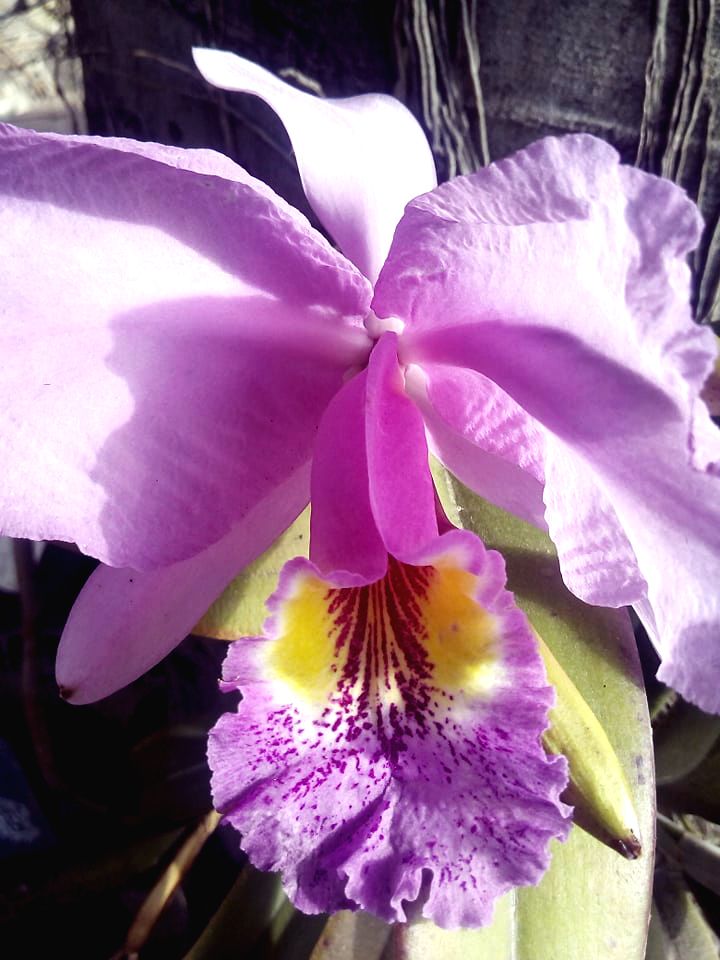 ORQUIDEA 1.jpg