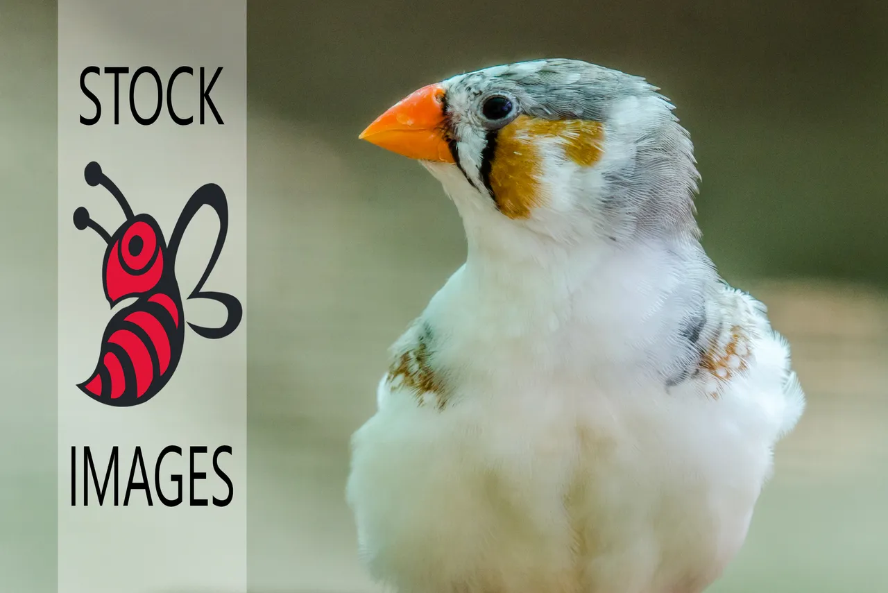 finch.jpg