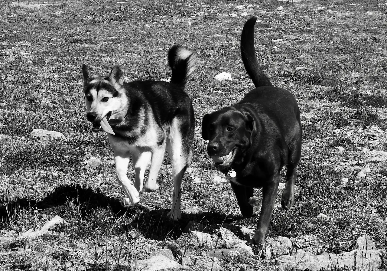 Best Friends