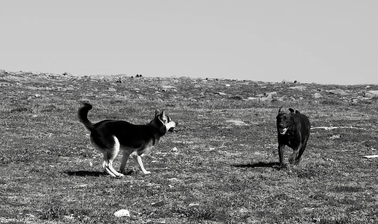 "Look Kulu, my ears can stand up too!"