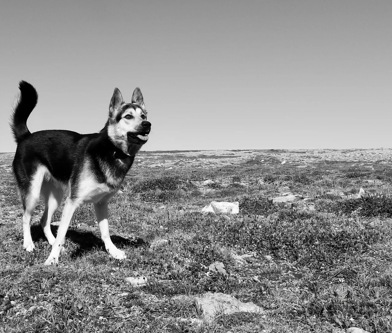 Kulu eagerly anticipates the ball being thrown.