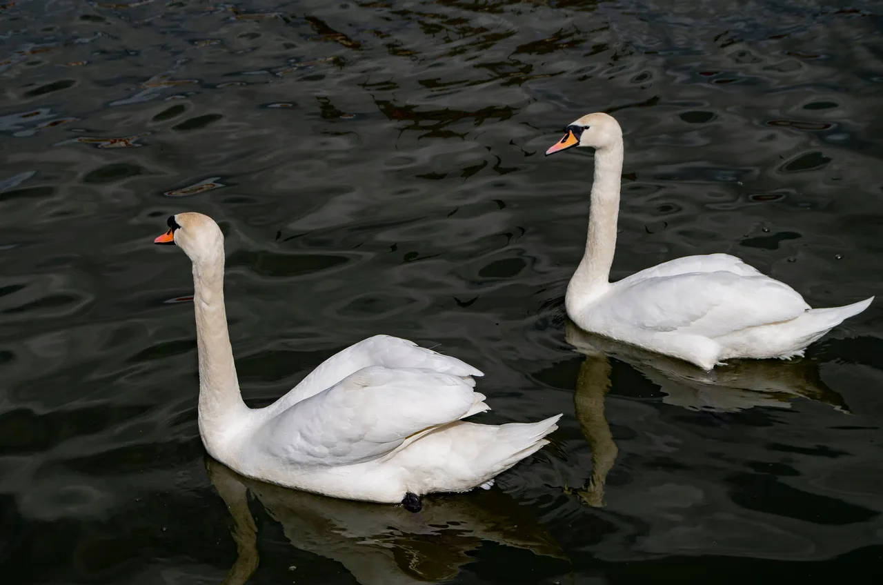 IMGP2717.JPG