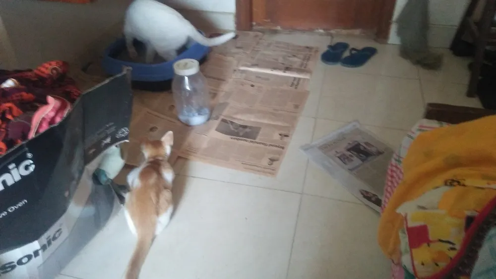 homecat.jpg