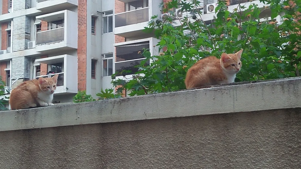 kitten2.jpg
