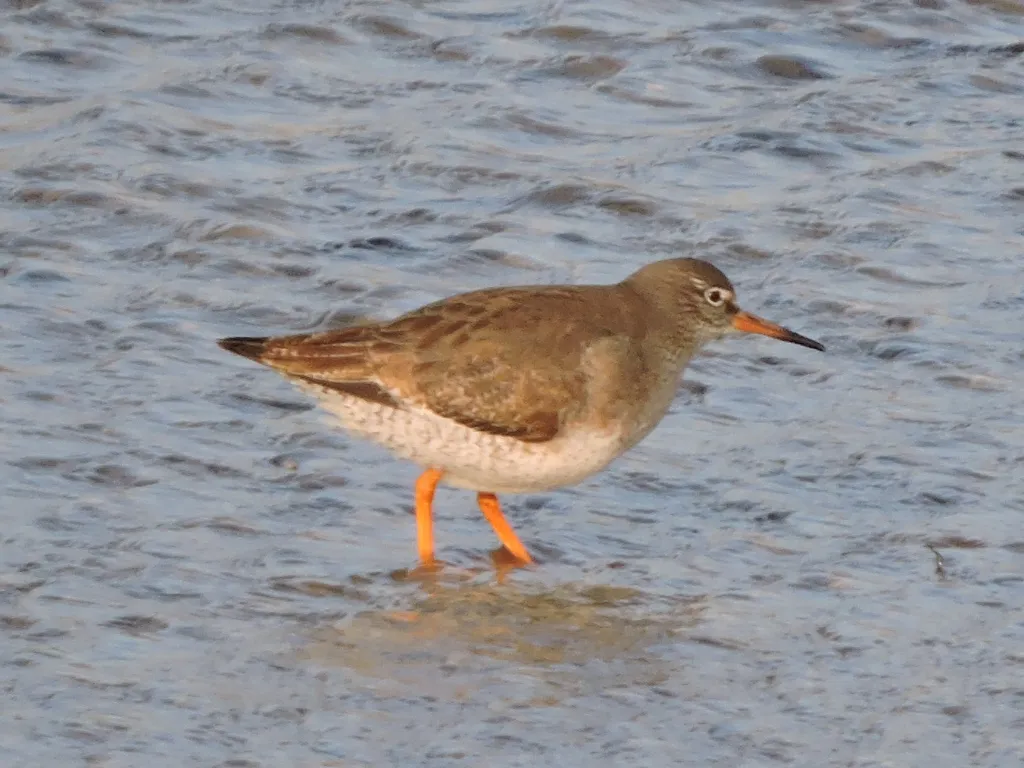 RSCN6314.JPG