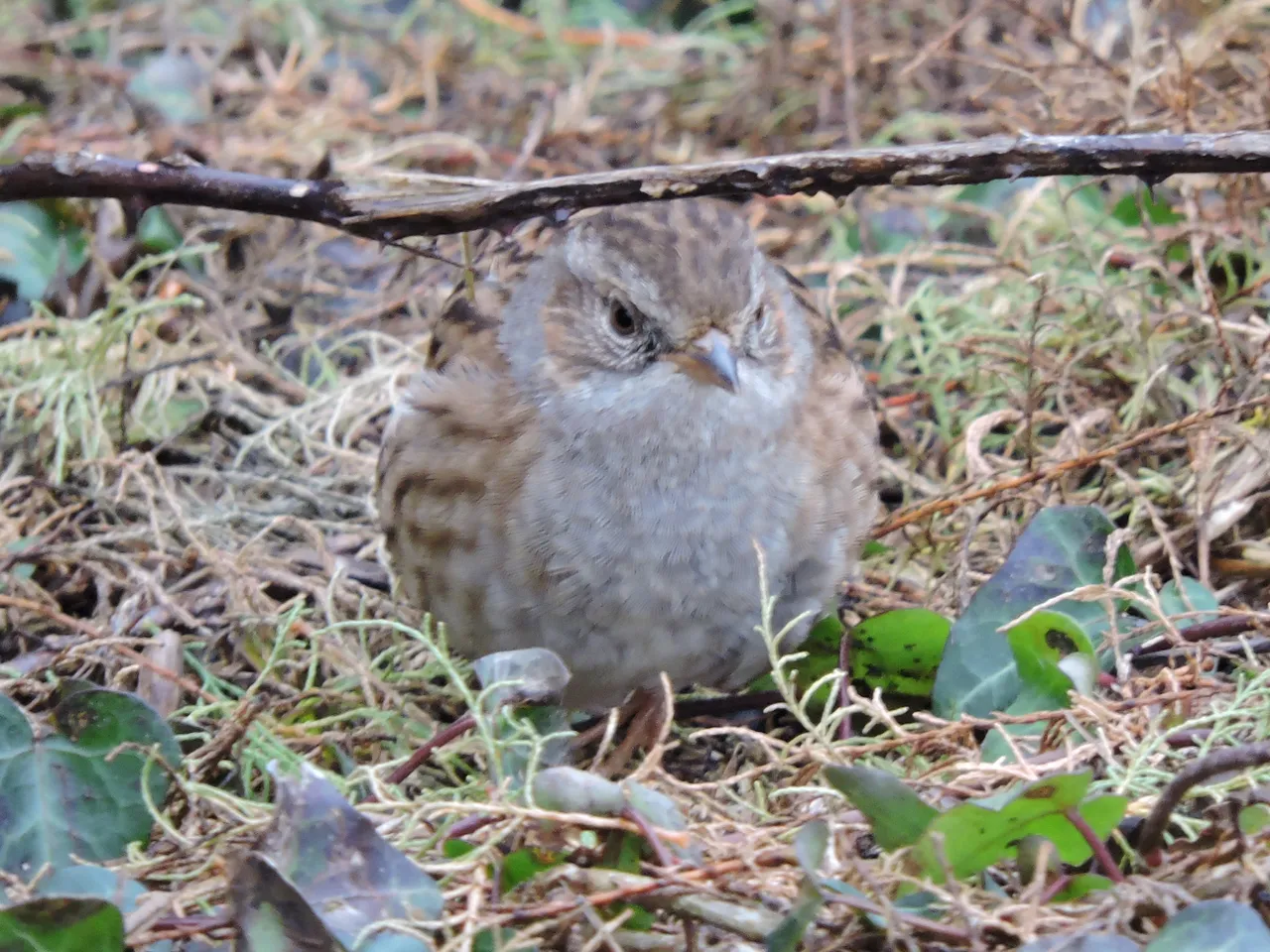 RSCN4690.JPG