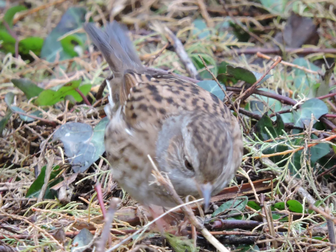 RSCN4689.JPG