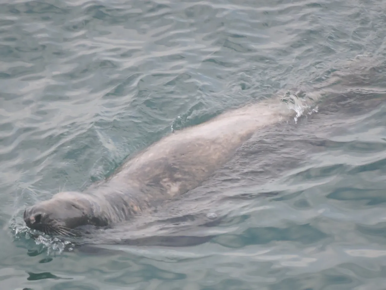 RSCN2547.JPG