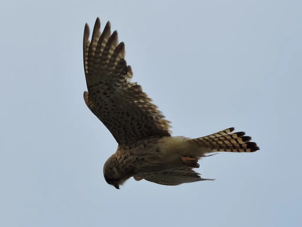 RSCN8129.JPG
