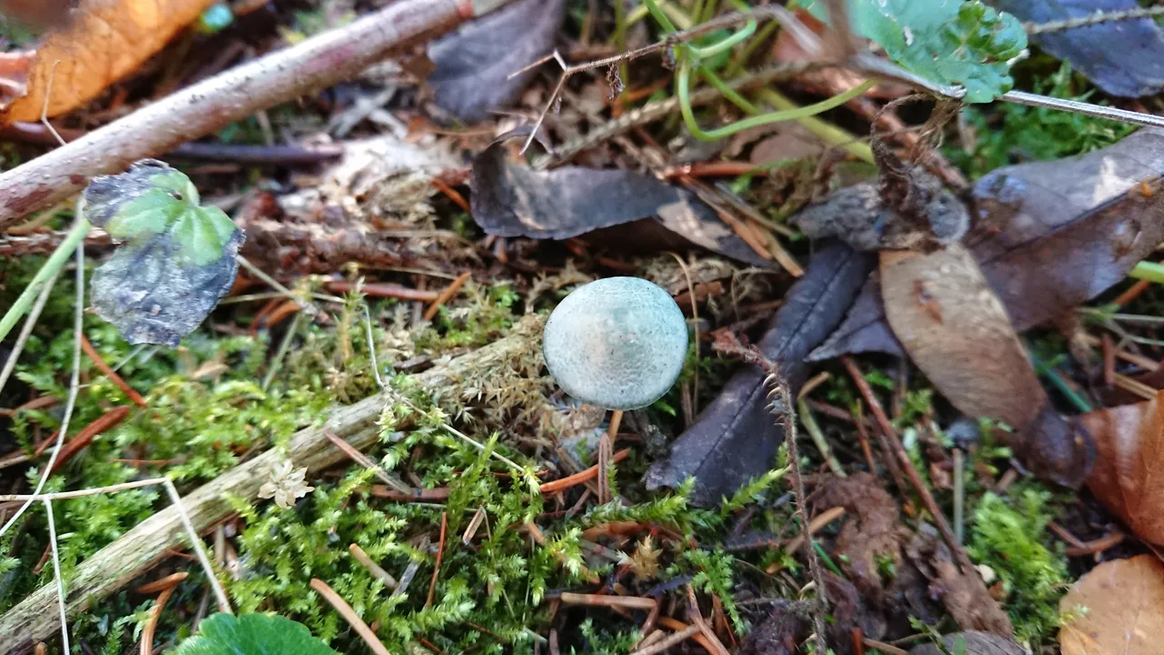 DSC_0684.JPG