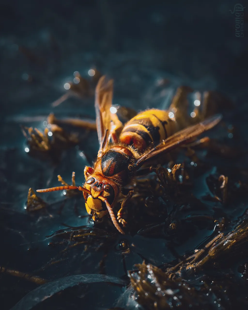 Wasp 02.JPG