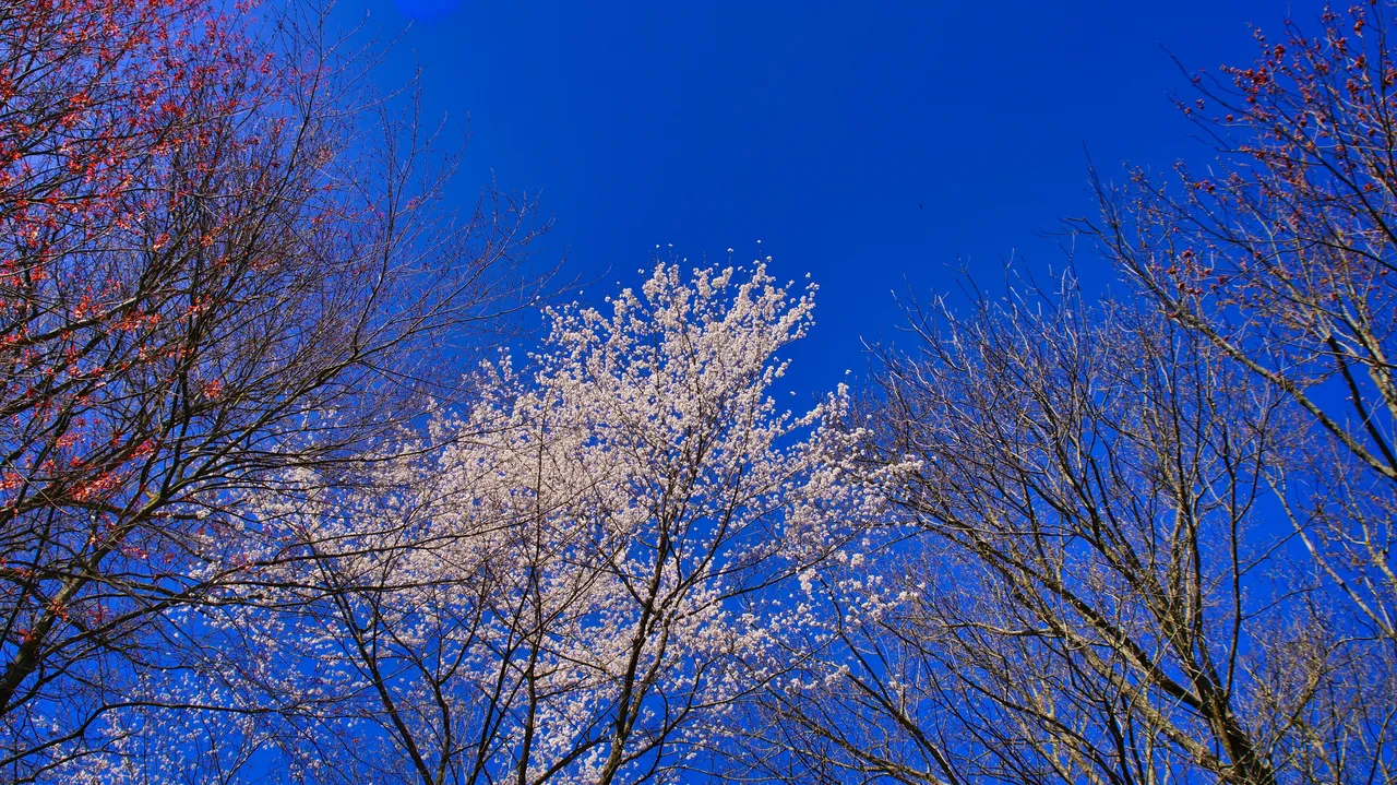 _DSC7617.jpeg