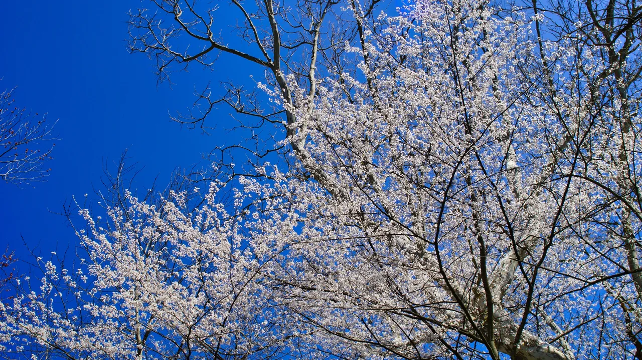 _DSC7618.jpeg