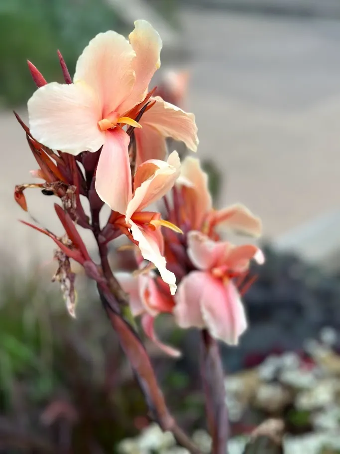 Nature’s Palette: Delicate shades of peach and coral come to life in this serene blossom portrait.