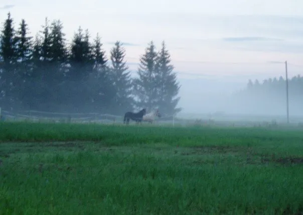 Horse in the Finnish countryside