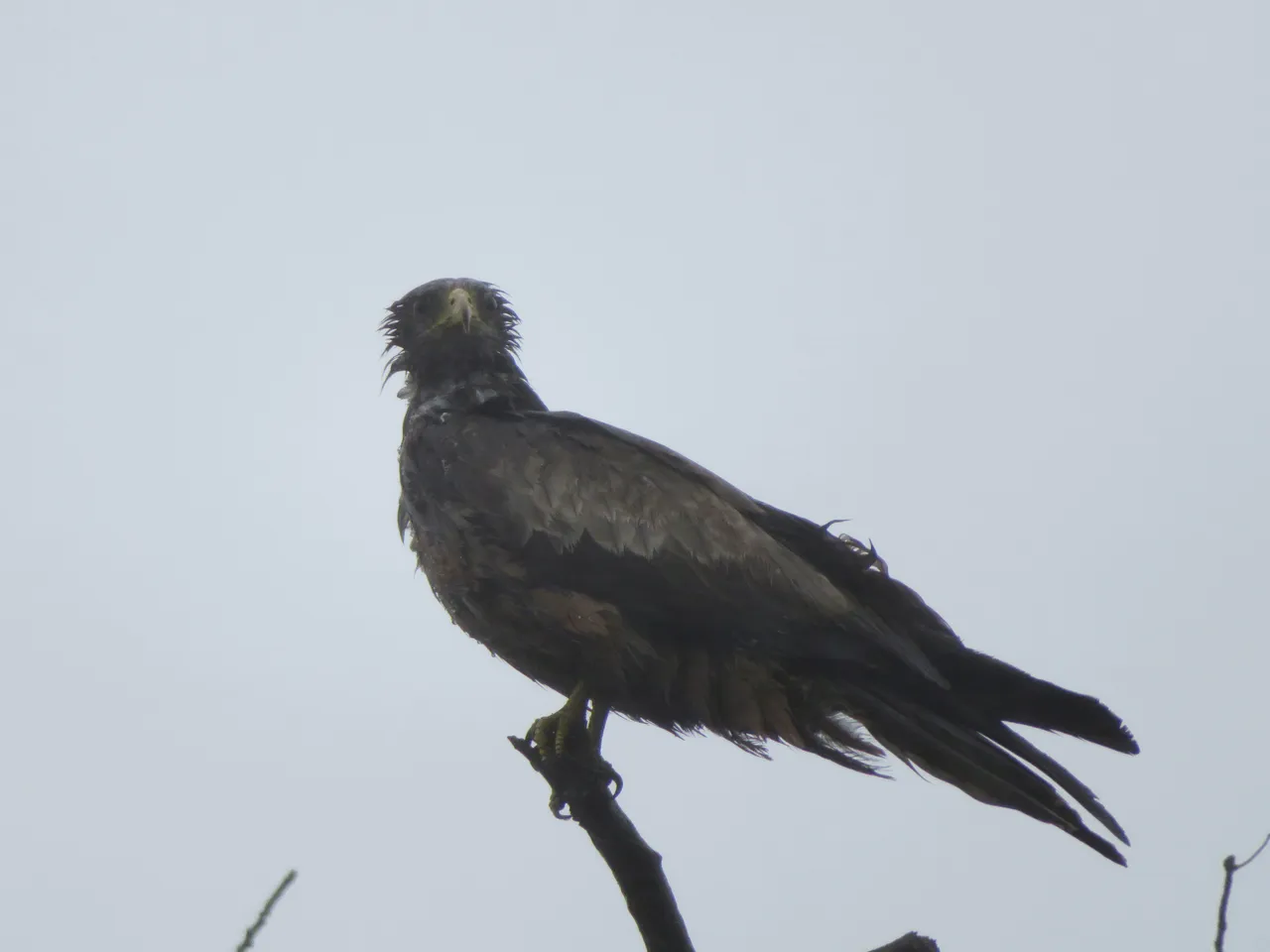 Wet Yellow-billed kite