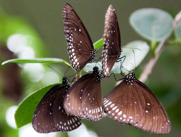 Butterflies
