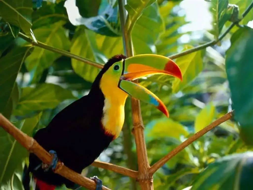 ![toucan.jpg](https://ipfs.busy.org/ipfs/QmPh8zWBDNUJ9ctrTeHyXVhpZsZbJTp13HoRRJ2LYooyny)