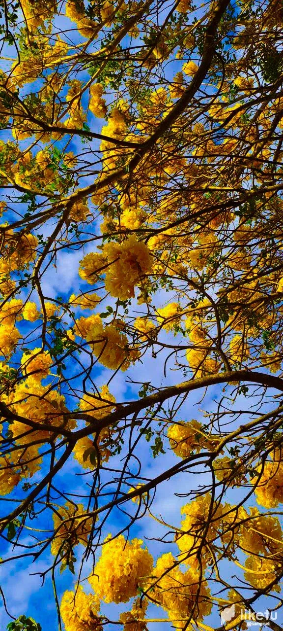 cleazf5c600urayszceri50nc_flores-amarillas-hive-samgiset.webp