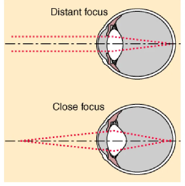 Visual-accommodation-To-shift-the-eyes-focus-from-a-distant-target-top-to-a-close.png