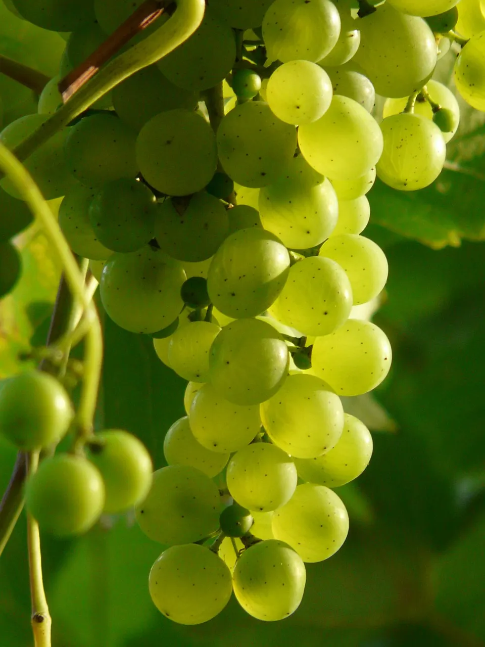 MaxPixel.freegreatpicture.com-Winegrowing-Grapes-Green-Plantation-Plant-Wine-9215.jpg