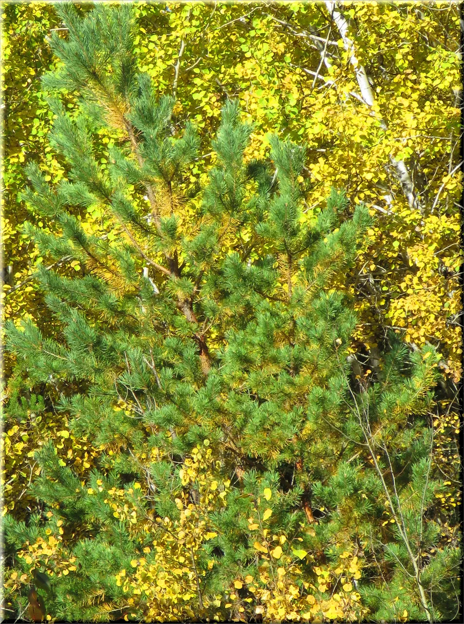 light green of young pine tree peeps through bright yellow of fall colored poplar leaves.JPG
