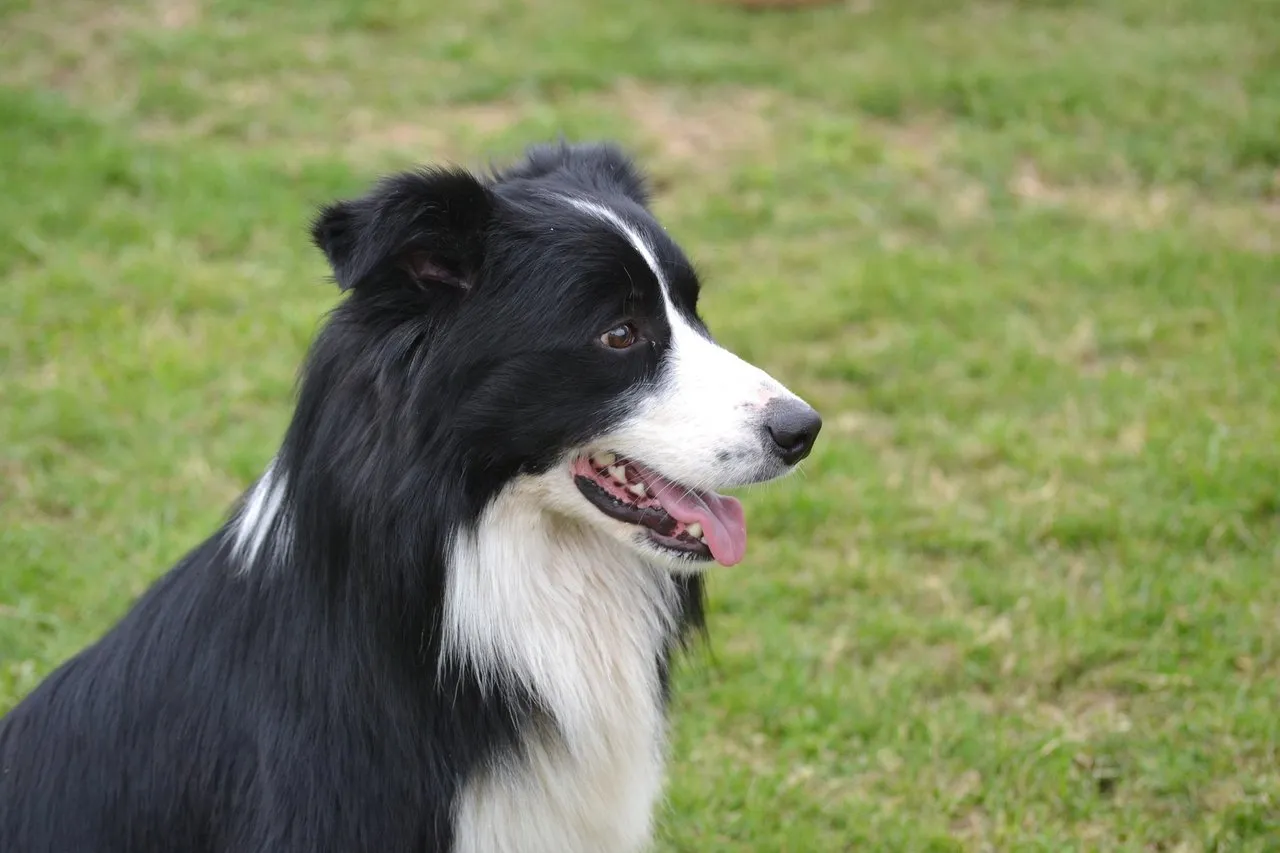 KiliBorderCollieGirl