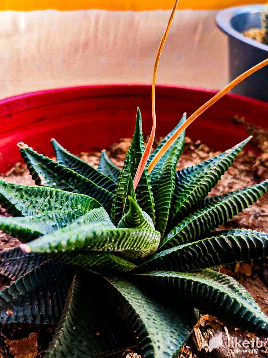 clut6mzop001m4jsz9zpfcy2v_Cactus-17.webp