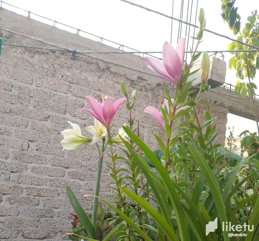 clvi6o4yt00dwknsz2vjw2e3t_005_LIRIOS.webp