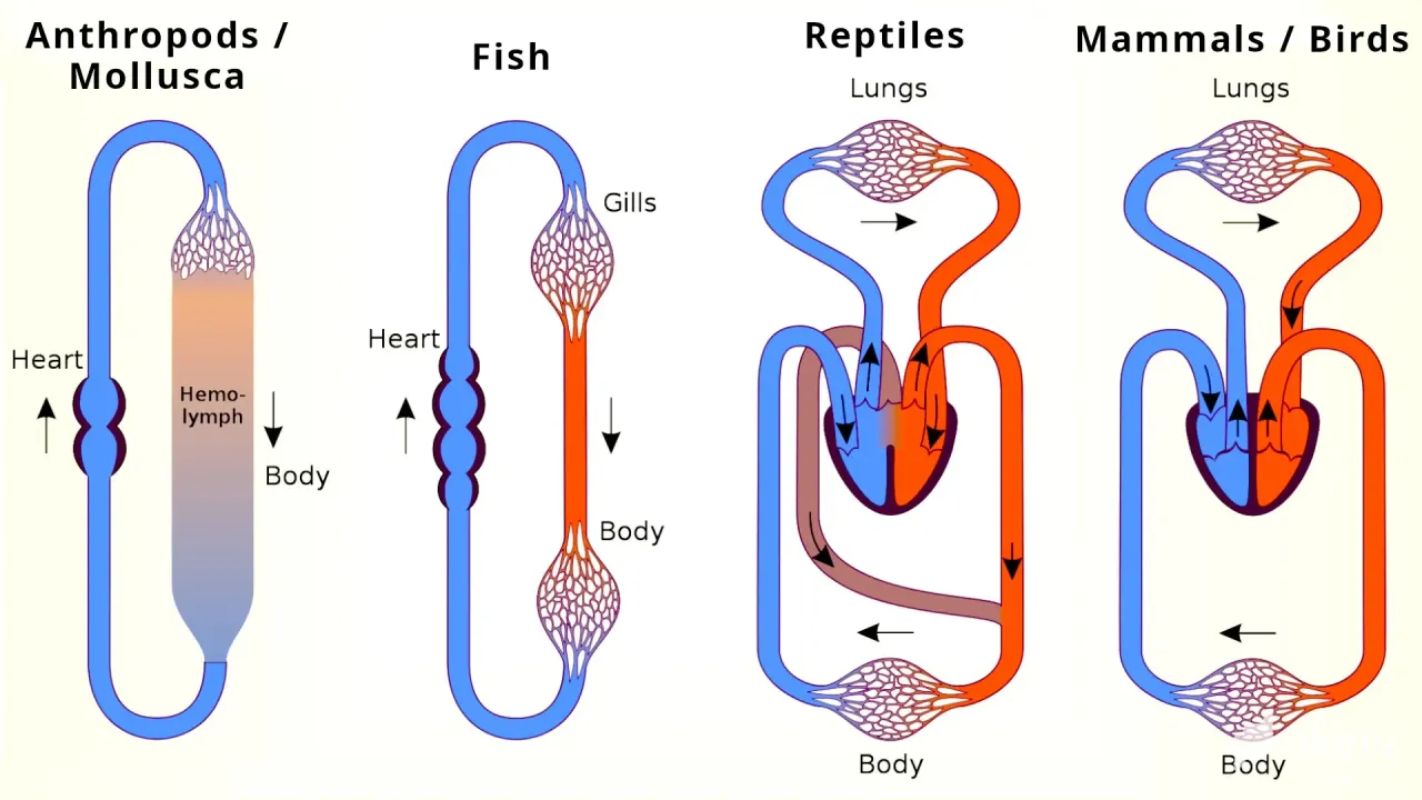 GFakmlMqE6oq3kpA_42_Animal_Circulation.webp