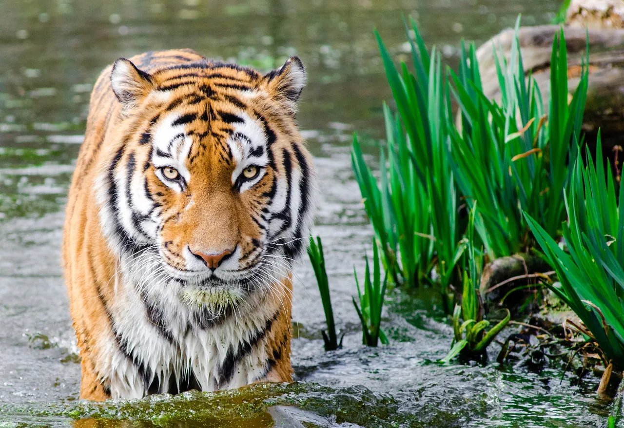 animal-animal-photography-big-cat-145939.jpg