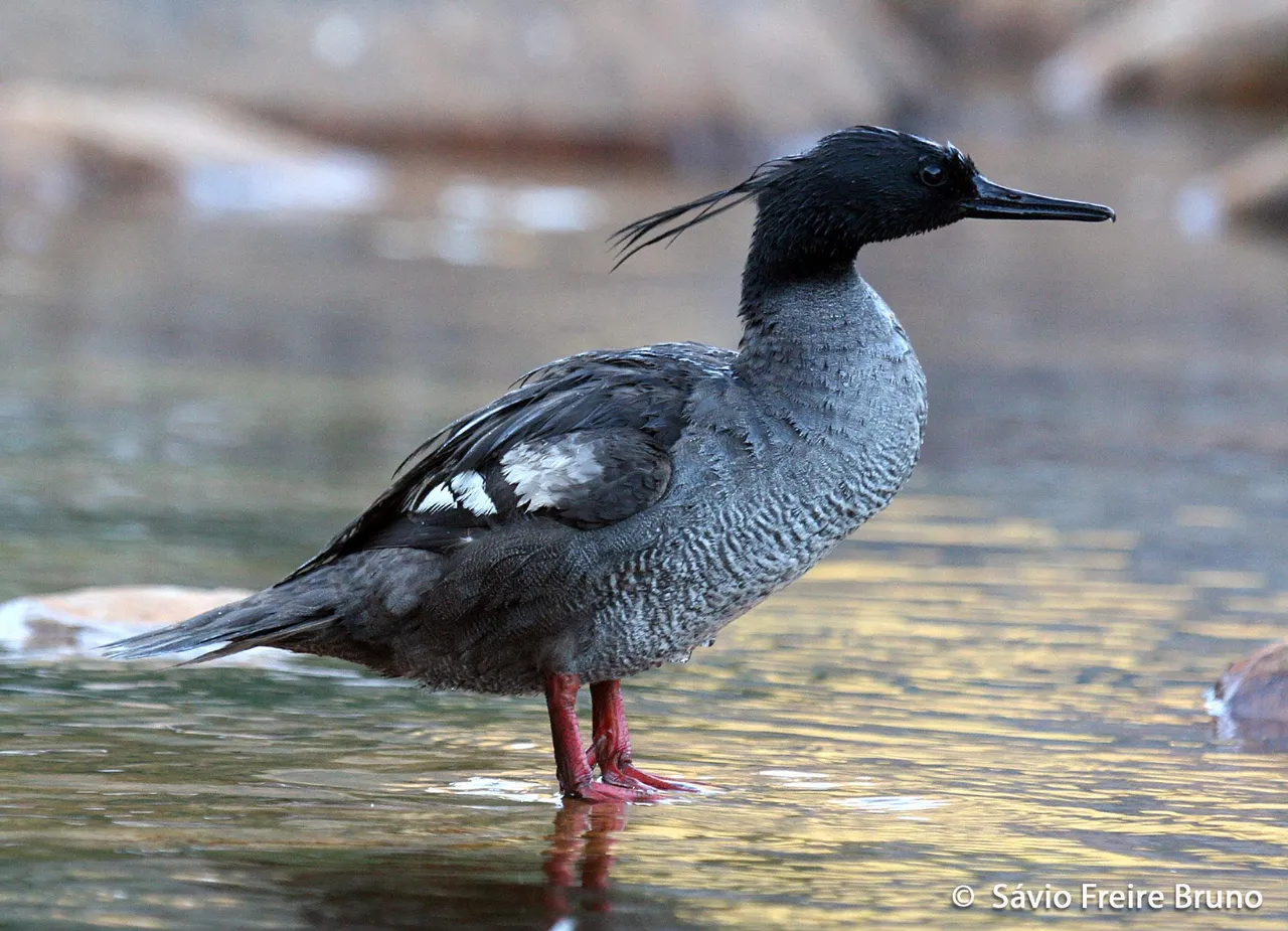 Brazilian_Merganser_Mergus_octosetaceus5.jpg