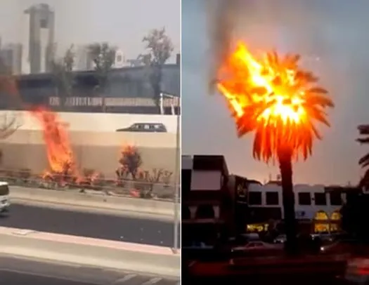Saking-Panasnya-Pohon-di-Kuwait-Terbakar.jpg