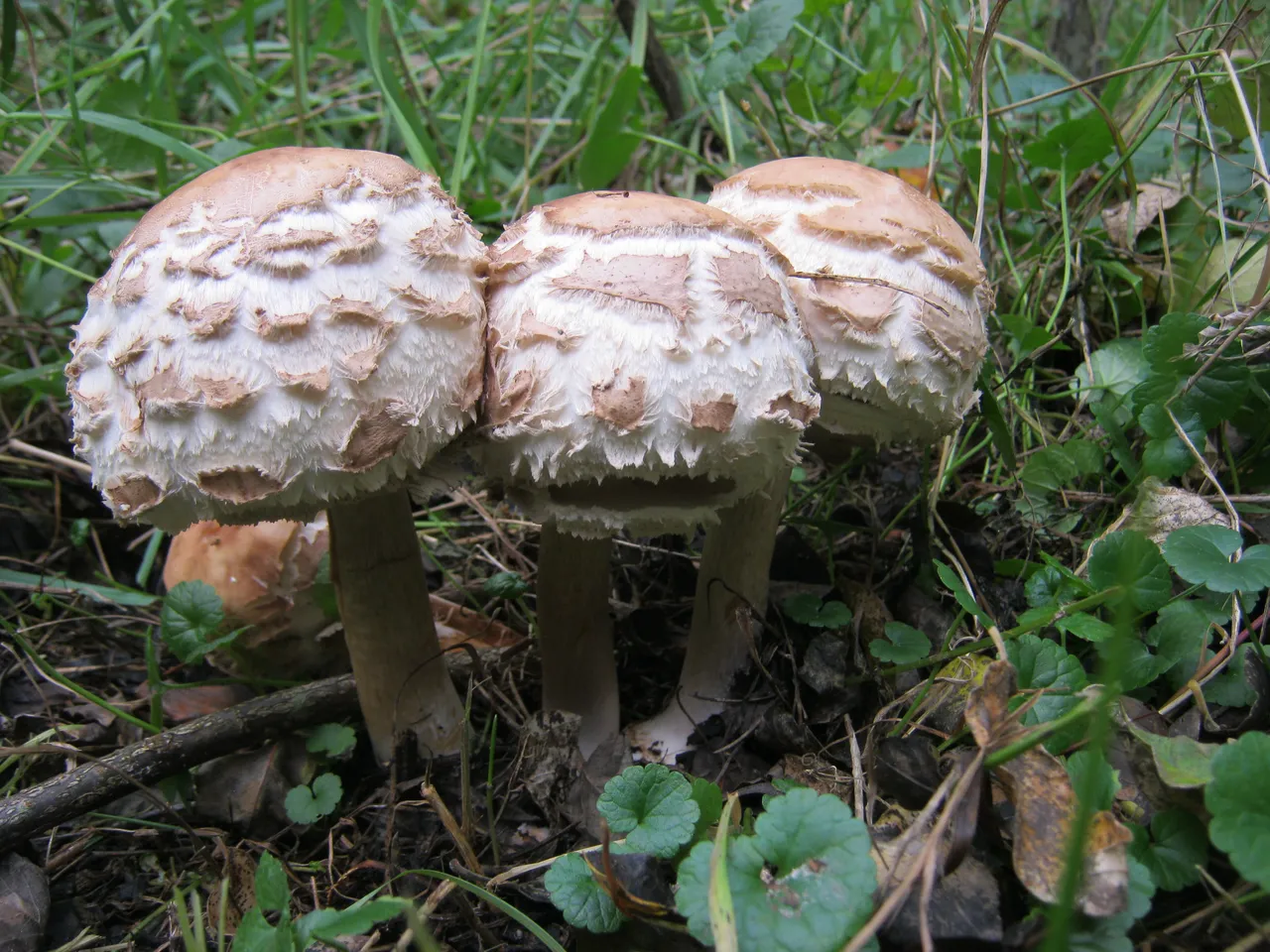 3 shaggy looking horse mushrooms.JPG