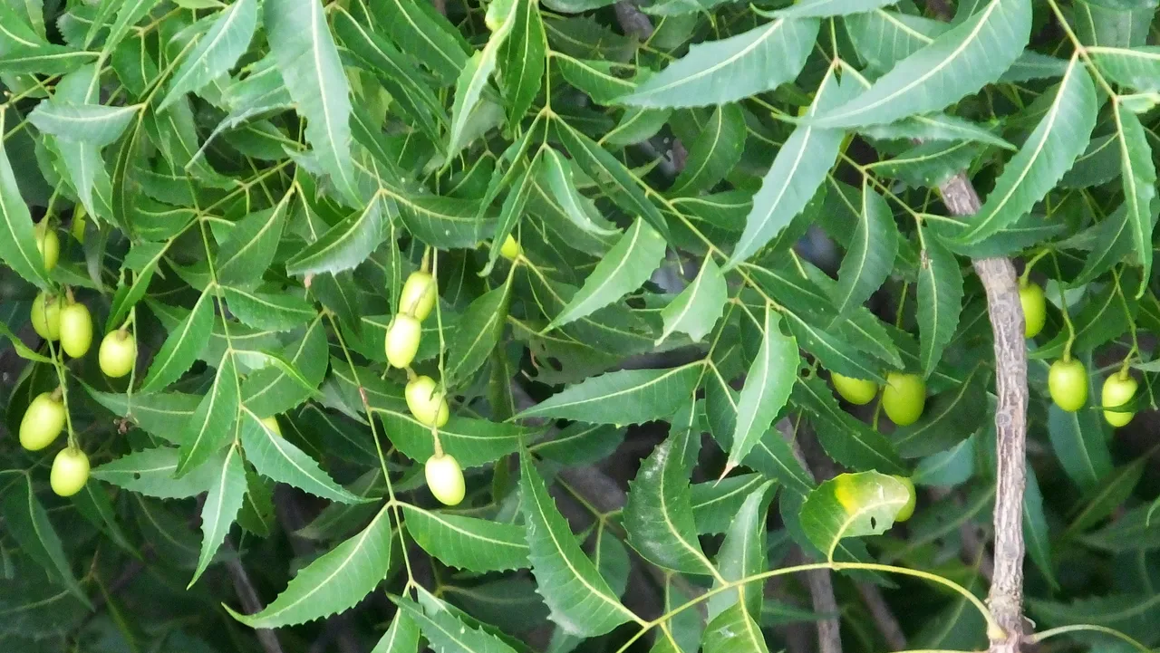 Ripe_fruits_of_Neem_(Azadirachta_indica).JPG