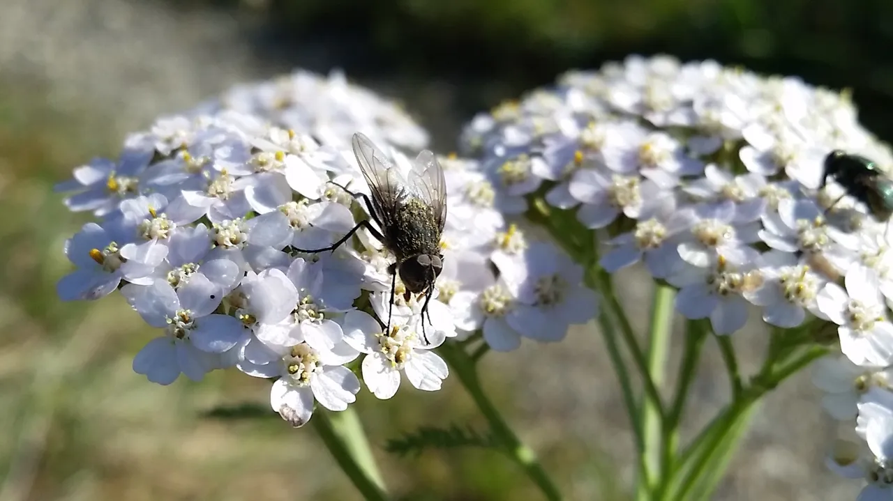 spreadfire1 yarrow flies thumbnail.jpg