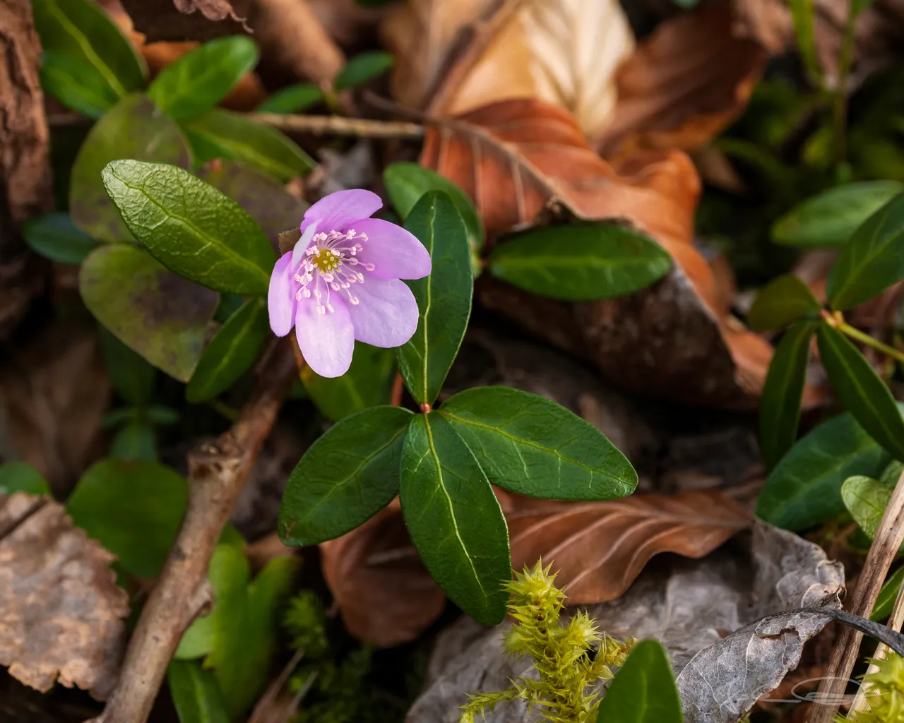 2019-03-21-Hepatica-nobilis-Liverleaf-03.jpg