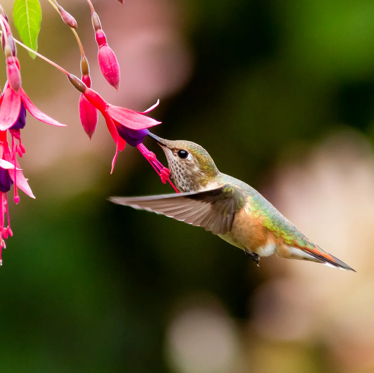 Rufous-Stamen-Flower-Saved-for-web-aueke.jpg