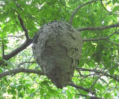 bald-faced-hornet-exterminator-indiana-1.jpg