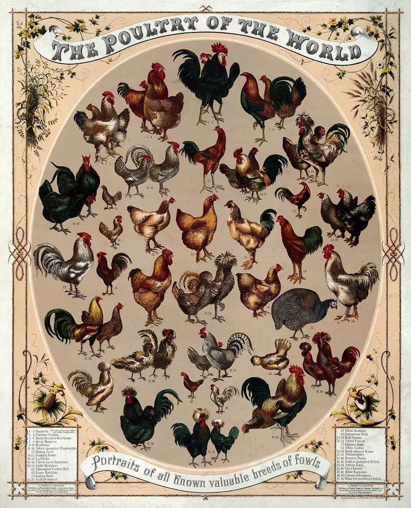 162 5+1 Poultry_of_the_world small.jpg