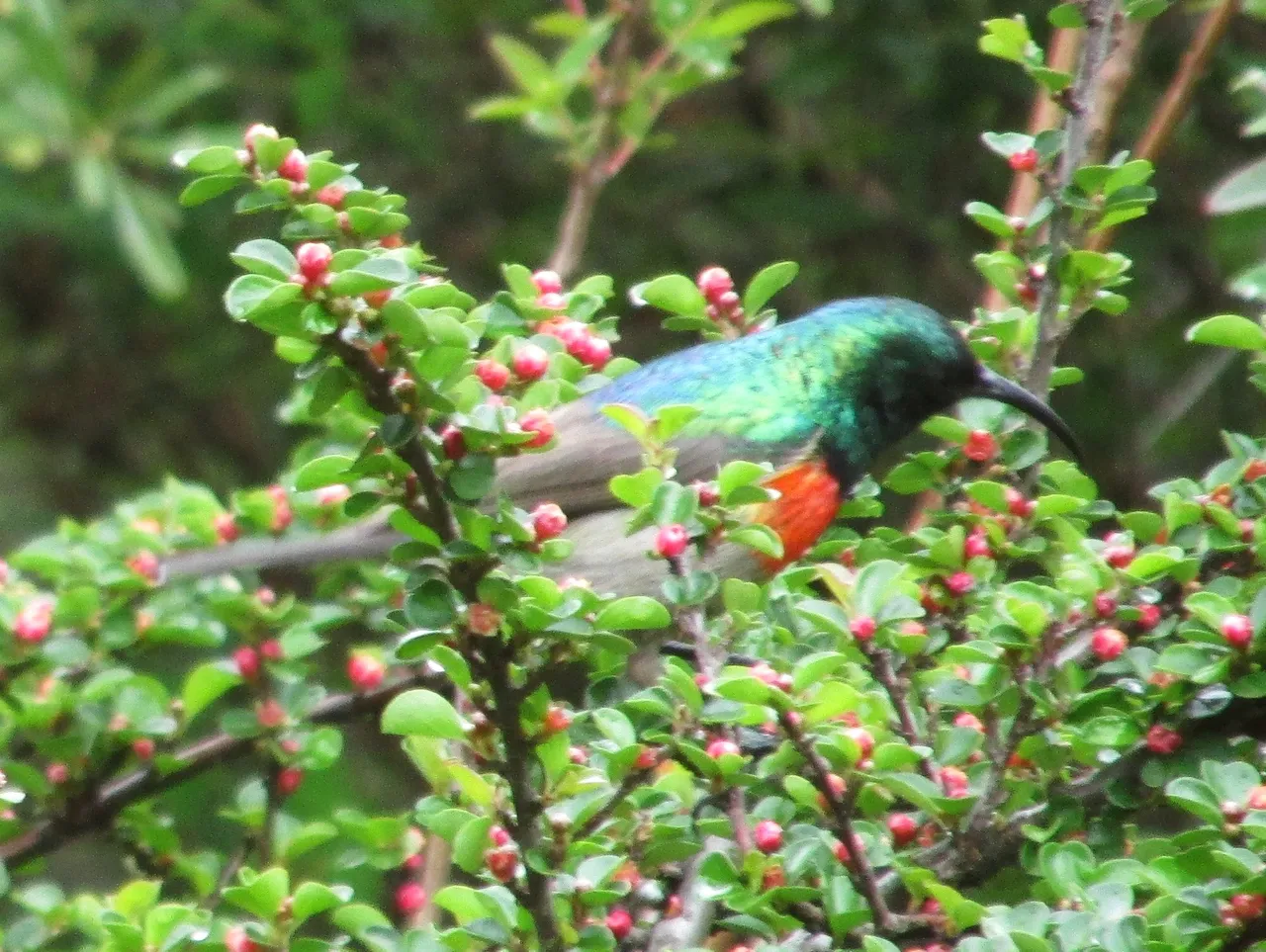 2911-Greater double-collared sunbird.jpg